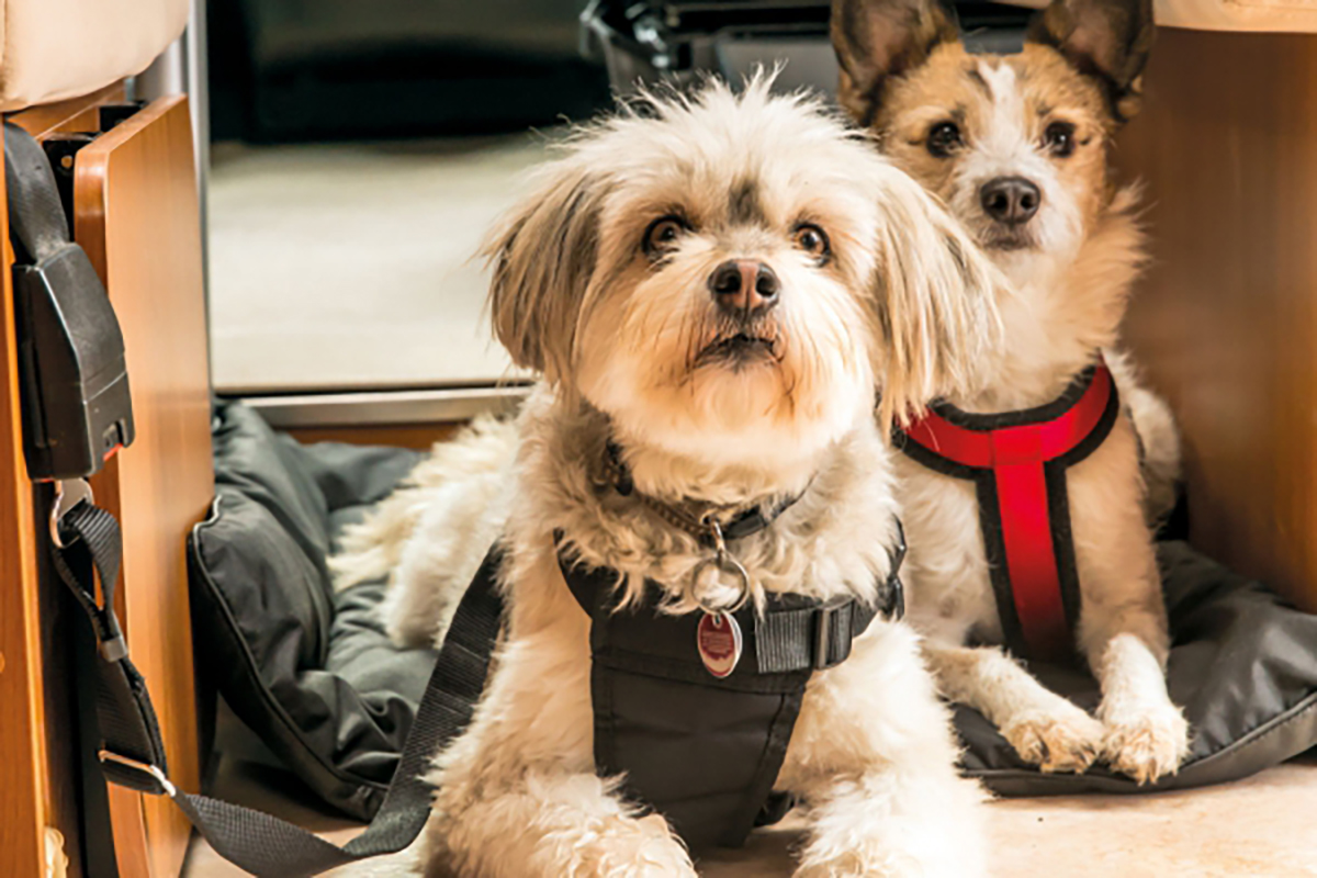 Viaggiare con il vostro animale domestico - anche il vostro amico a quattro zampe dovrebbe essere adeguatamente assicurato durante il viaggio