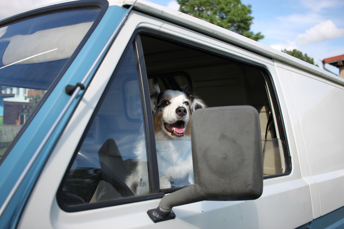 Controllare il vostro animale domestico durante il viaggio e assicuratevi che non si surriscaldi