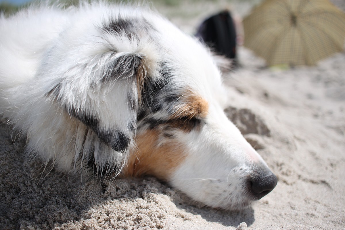 Il caldo di mezzogiorno è un buon momento per voi e il vostro animale domestico per fare una pausa. Un sonnellino all'ombra darà al tuo cane nuove forze