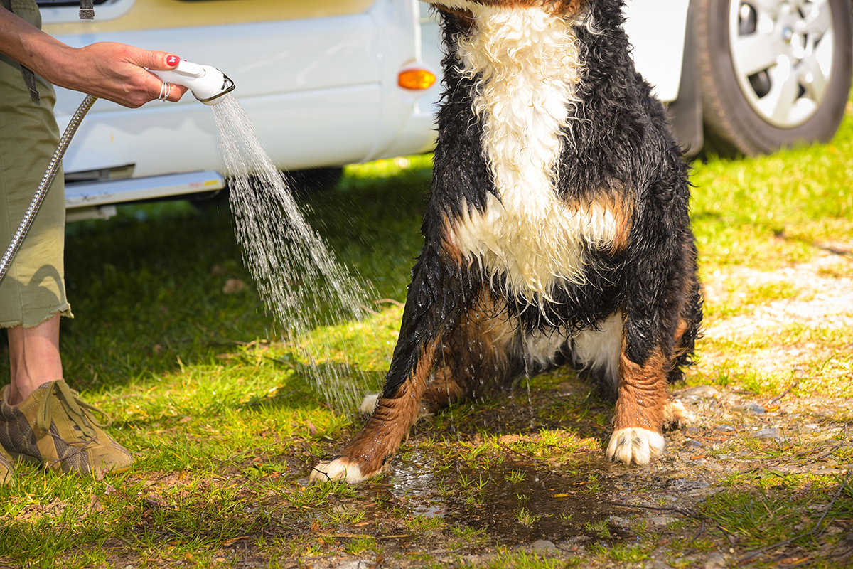 Dopo una visita alla spiaggia, le zampe e il pelo del tuo cane dovrebbero essere puliti a fondo. Le docce all'aperto sono particolarmente pratiche per questo