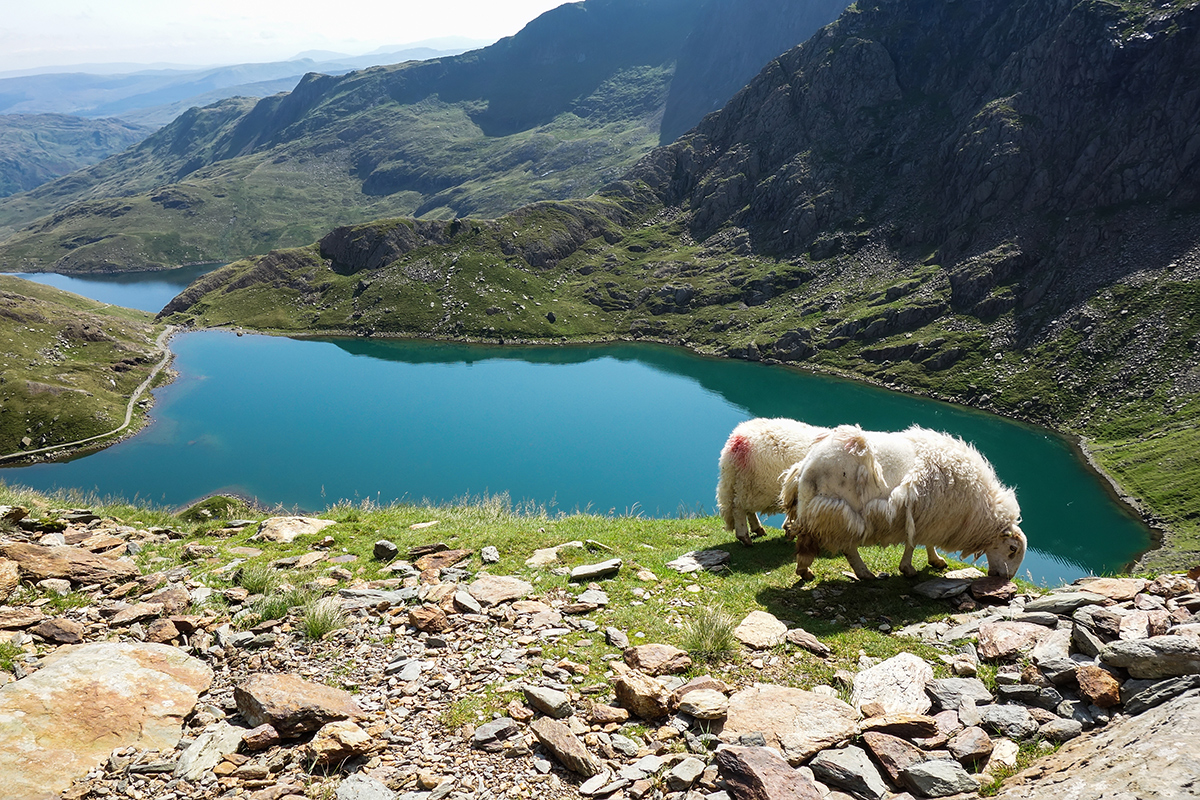 Pecore, acqua e molti paesaggi verdi: ecco come si immagina il Galles